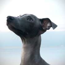 Italian greyhound. Левретка. Самая маленькая борзая, в г.Киев