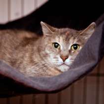 Осторожная Софа в ожидании понимающего друга, в Москве