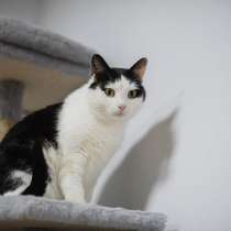 Ласковый котик Джон ищет семью, в Москве