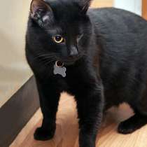 Отдам даром Особенный котик Черныш ищет дом, в Москве