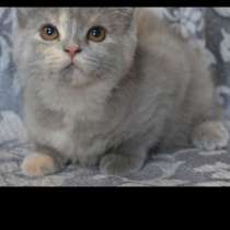 Шотландские котята. Кошечка, в г.Минск