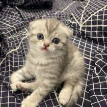 Вислоухие шотландские котята, в Нижнем Новгороде