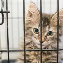 Котёнок Трюфель, в Москве