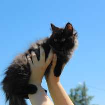Черная кошка для приличной ведьмы, в Тюмени