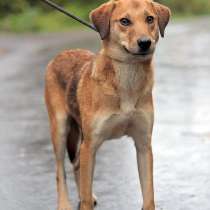 Рыжая красавица Фокси в поиске дома и семьи!, в Москве