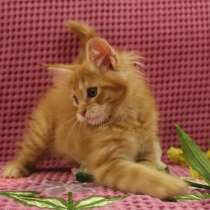 Котята породы Мейн Кун, в Москве