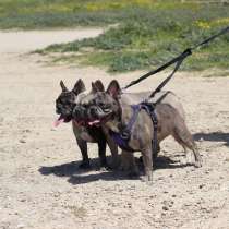 French bulldog, в г.Ашкелон