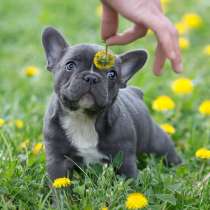 Французский бульдог Новокуйбышев, в Новокуйбышевске