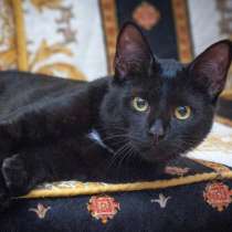 Молодой котик Тайсон ждет свих котородителей, в Москве