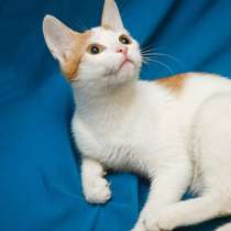 Отдам даром Ласковая, нежная Шиха, домашняя кошечка, в Москве