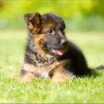 Наши немчурашки уже готовы перейти в ваш дом, в г.Бендеры