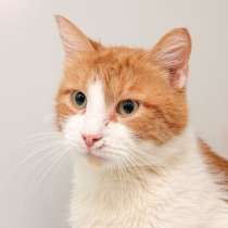 Тихий котик Акай в поисках надежного друга, в Москве