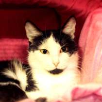 Нежная Масильда ищет новый дом, в Москве