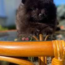 Щенки породы померанский шпиц мишка, в г.Варшава