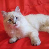 Настояшие сибиряки из питомника, в Санкт-Петербурге