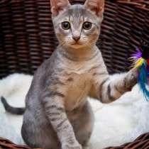 Любопытный котёнок Матроскин в добрые руки, в Москве