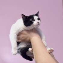Скромная котенок Пиф в добрые руки, в г.Москва