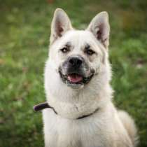 Акита Самурай-суровый снаружи, но добрый внутри!, в Москве