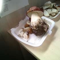Продам грибы, в Пскове