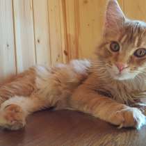 Продаётся красная девочка мейн-кун, в Санкт-Петербурге