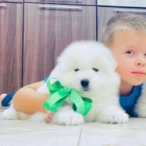 Огромный выбор щенков самоедиков, в Сызрани