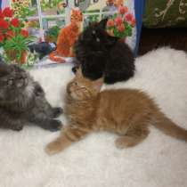 Котята мейн-кун, в Санкт-Петербурге