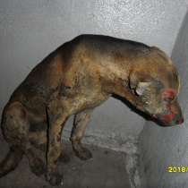 Нужна "скорая помощь" собаке, в Новокузнецке