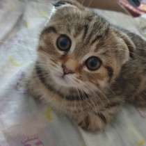 Кошка, в Москве