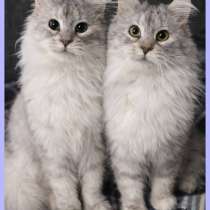 Кошки близняшки ЦИРЦЕЯ и ГРАЦИЯ даром, в Москве