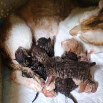 Котята, в Новочебоксарске