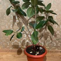 Цветок, в Кизилюрте