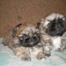 Пекинес Екатеринбурге, в Екатеринбурге