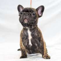 Щеночки французского бульдога, в Иркутске