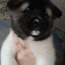 Щенки американская акита, с документами, в Перми