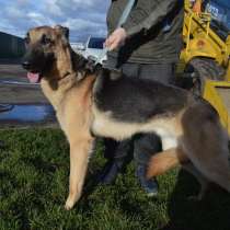Шуша (метис овчарки с борзой) ищет дом!, в Москве