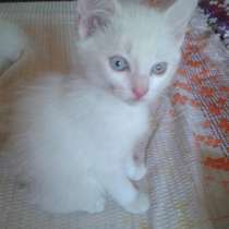 Белый котик в доме это- ВОЛШЕБСТВО!!, в Тюмени