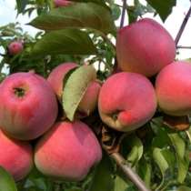 Продаю яблоки Иссык-Кульские Вкусные, витаминные, полезные!, в г.Бишкек
