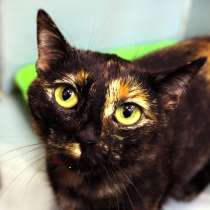 Умница Алиса ищет верного друга, в Москве