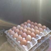 Куриные домашние яйца, в Ростове-на-Дону
