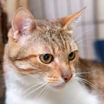 Общительный Астерикс ищет своего "Обеликса", в Москве