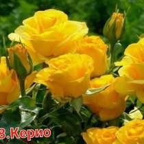 Саженцы роз, в Уфе