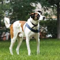 Познакомьтесь с невероятно спокойным и умным Арни!, в Москве