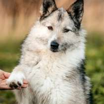 Общительная и добродушная бородатая дама Софа, в Москве