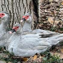 Мускусные утки тяжелой линии, в Москве