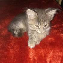 Продам котёнка- мейн-куна, девочку, в Череповце