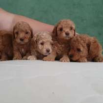 В ПРОДАЖЕ ЩЕНКИ ПУДЕЛЯ(ТОЙ И КАРЛИКОВЫЙ), в Екатеринбурге