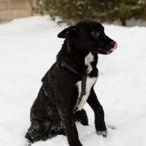 ЗАМЕЧАТЕЛЬНАЯ СТРЕЛОЧКА ИЩЕТ ДОМ, в г.Минск