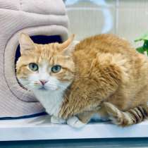 Брутальному рыжему котику Леве нужен дом, в г.Москва