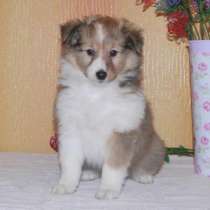 Щенки шелти, кобели. питомник Лаки Смайл Москва, в Москве