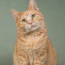 Ярко-рыжая спокойная кошка Роза в добрые руки, в Москве